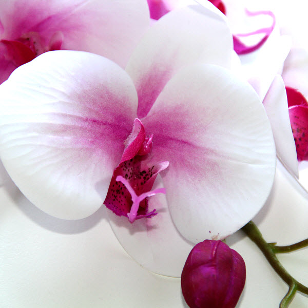 Orchidea 74 cm