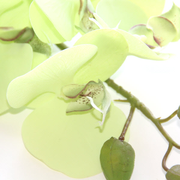 Orchidea 74 cm