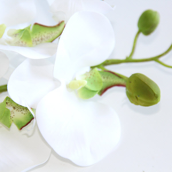 Orchidea 74 cm
