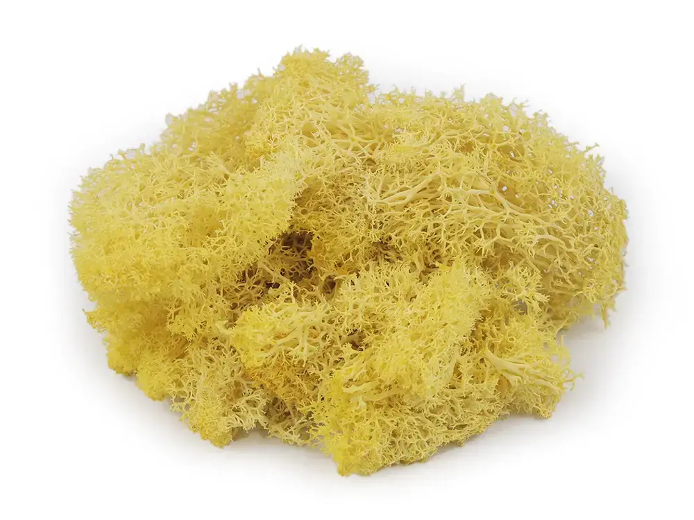 Prírodný stabilizovaný mach Žltá, 20 g