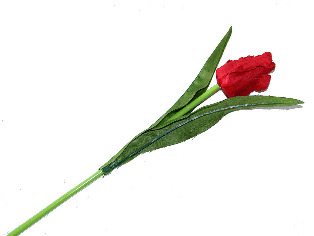 Saténový kučeravý tulipán