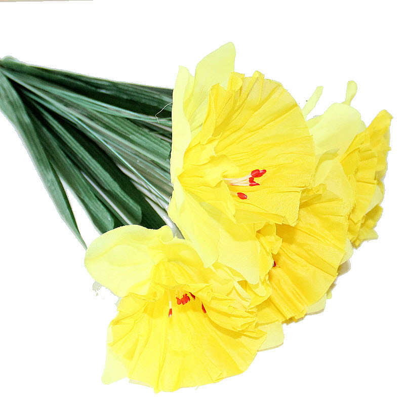 Narcis 12 ks