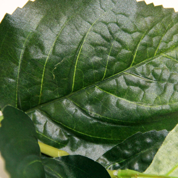 Hortenzia 70 cm
