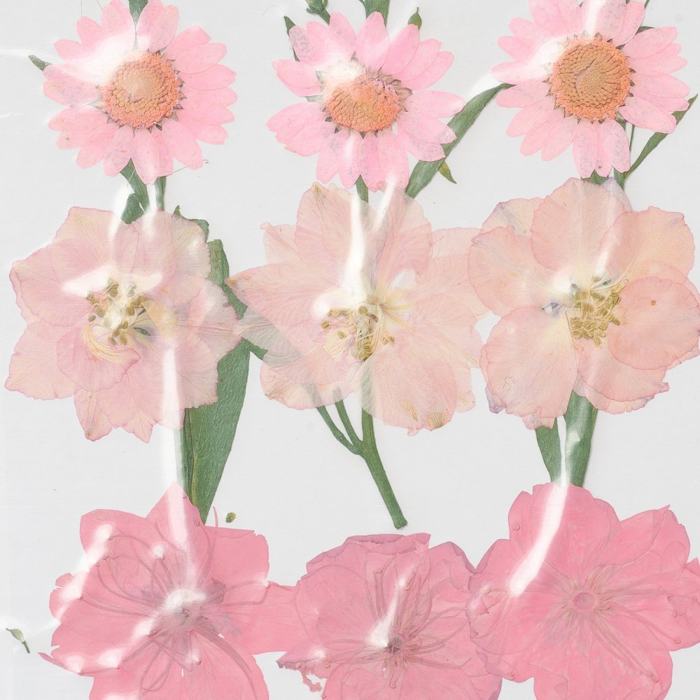 Lisované sušené kvety 130x100x0.8mm, 1 balenie