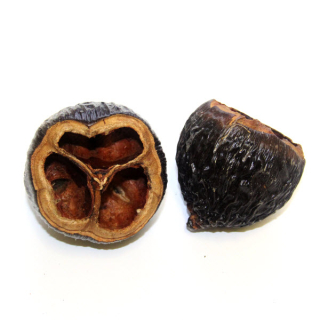 Sušený Talami cca 7cm, 1 ks