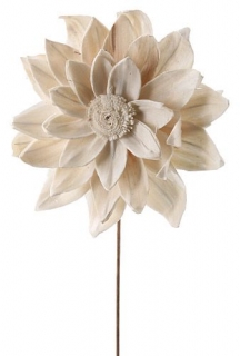 Petúnia 15 cm