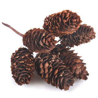 Šišky na stonke 6 ks / na stonke